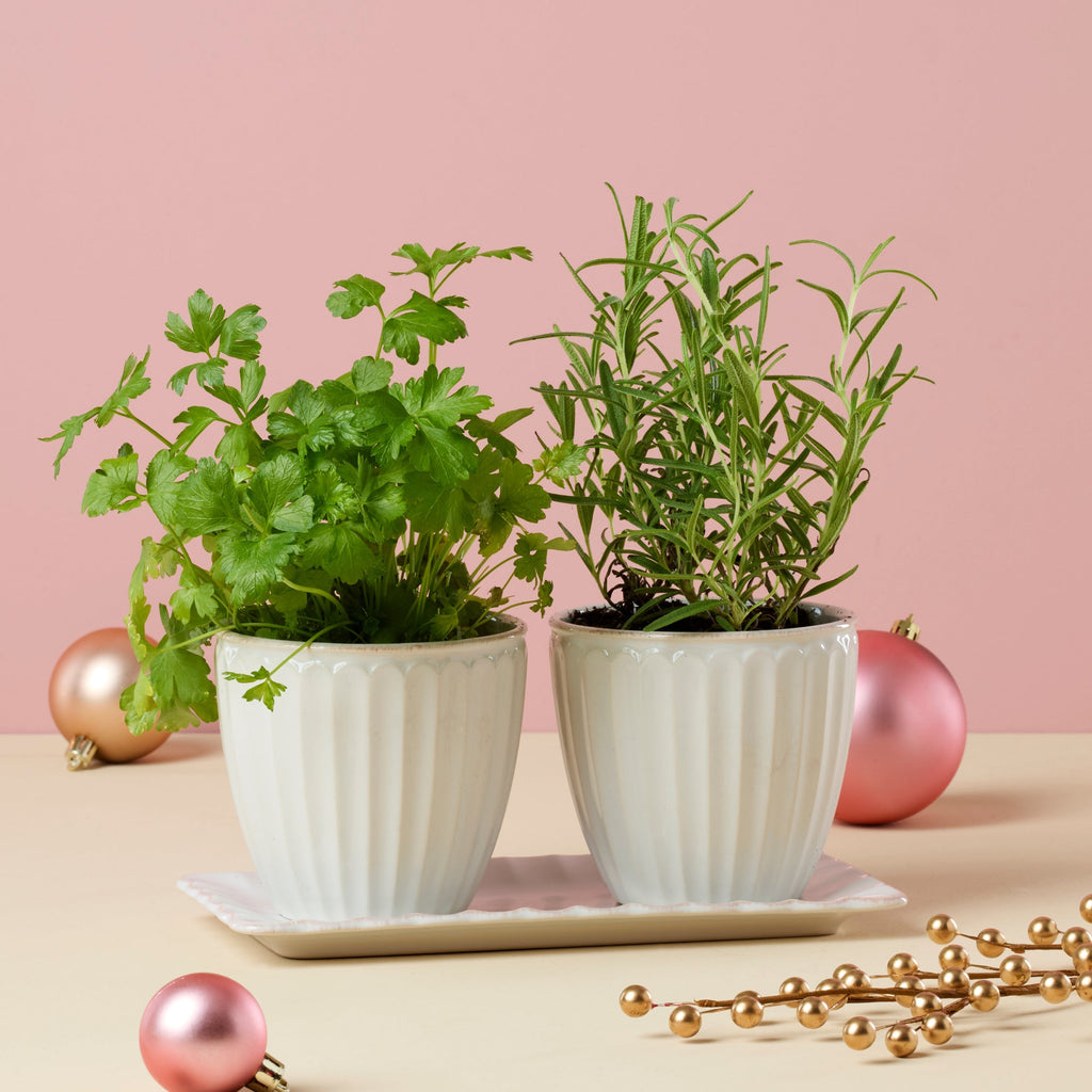 Thekbunny French Perle Scallop 3-Piece Herb Pot Set