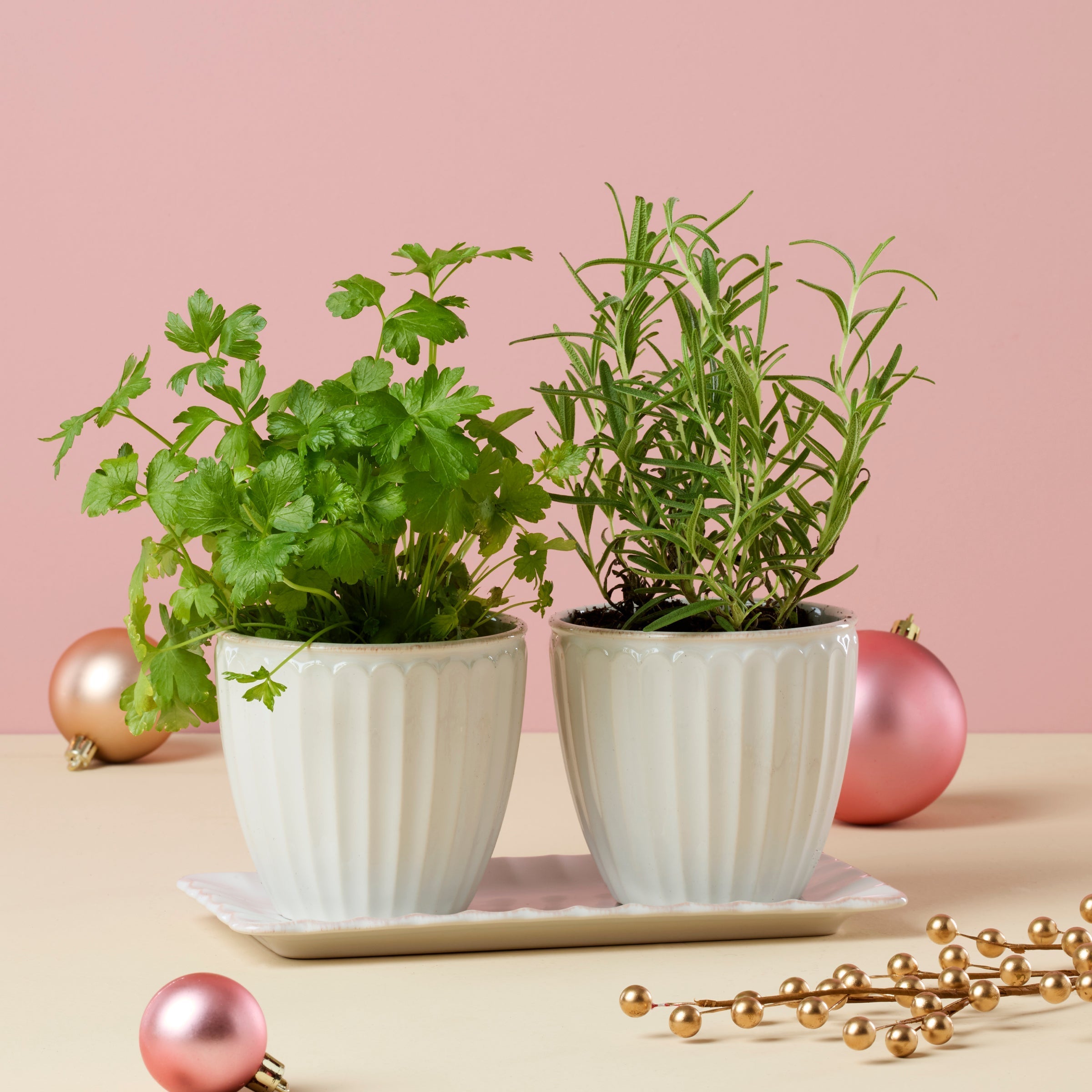 Thekbunny French Perle Scallop 3-Piece Herb Pot Set