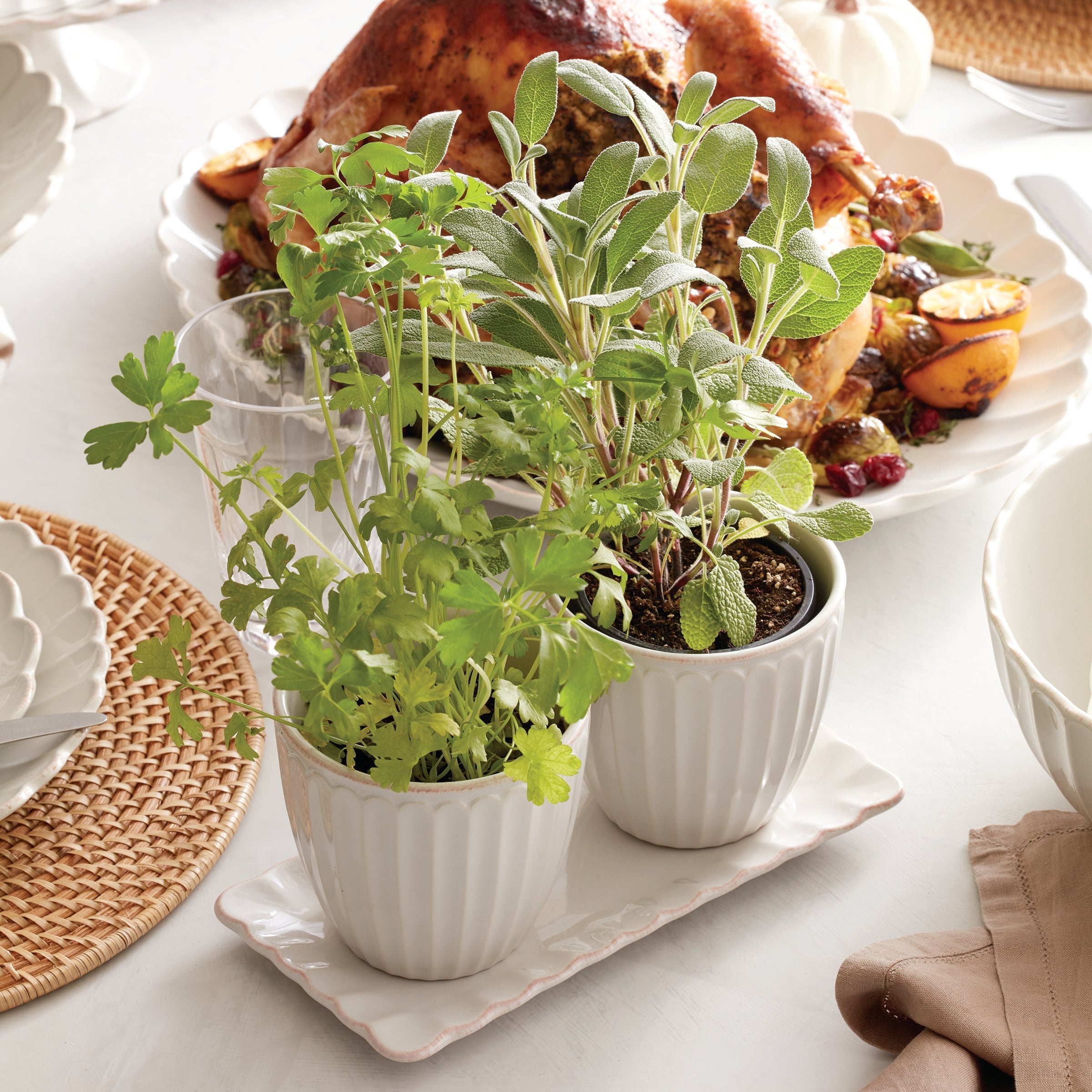 Thekbunny French Perle Scallop 3-Piece Herb Pot Set